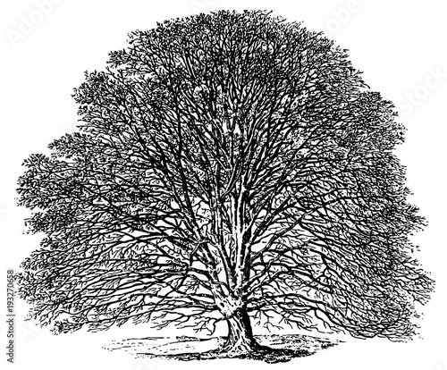 Tree Corylaceae fagus #vector #isolated