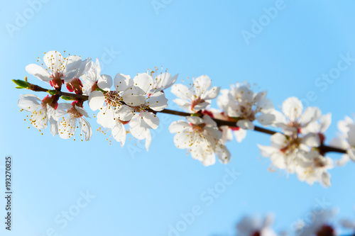 Blossom flowers tree branch...