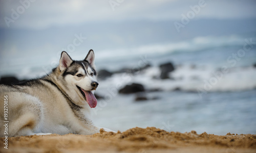 Siberian Husky dog lying down by ocean beach