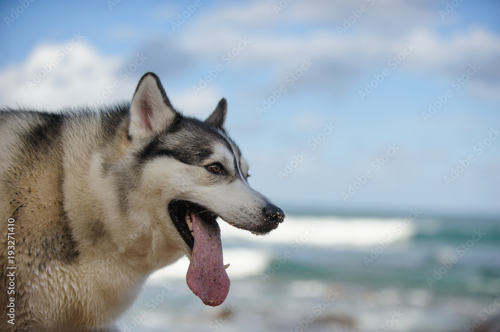 Siberian Husky dog outdoor portrait at beach with tongue all the way out