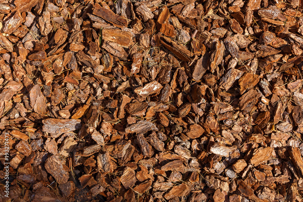 pine bark texture pine bark texture