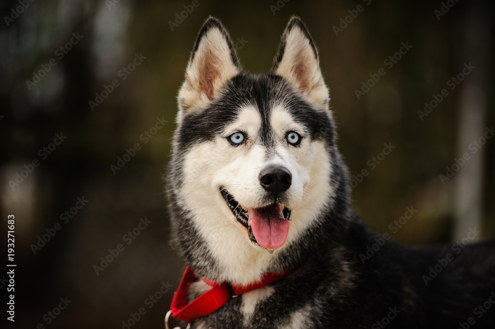 Siberian Husky dog outdoor portrait with red collar
