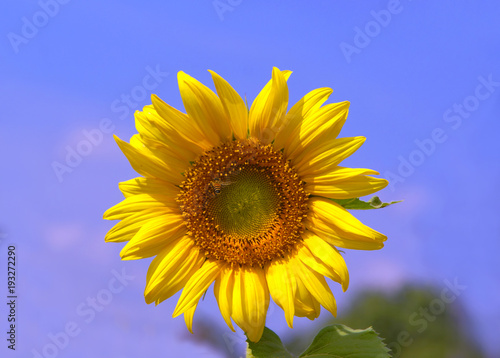 sunflower in nature and blue sky