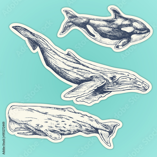 Set of hand drawn whales. whales stickers set: humpback, sperm whale, killer whale