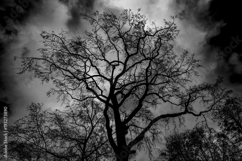 Drzewo © Wojciech
