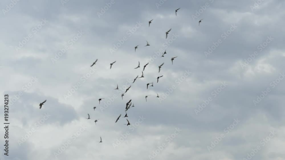 Flight of pegions circles in cloudy sky. Slow motion shot Flight of pegions circles in cloudy sky. Slow motion shot