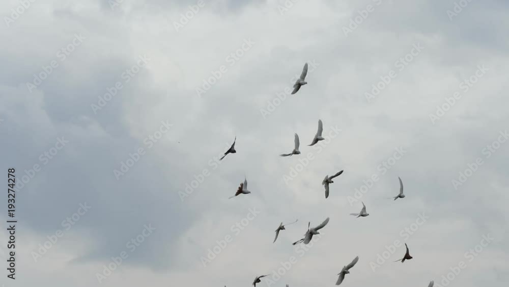 Flock of white pigeons flying in cloudy sky. Slow motion shot Flock of white pigeons flying in cloudy sky. Slow motion shot