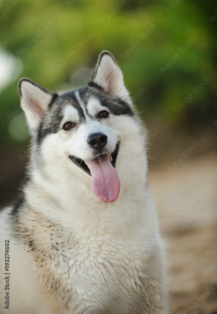 Siberian Husky dog outdoor portrait at beach