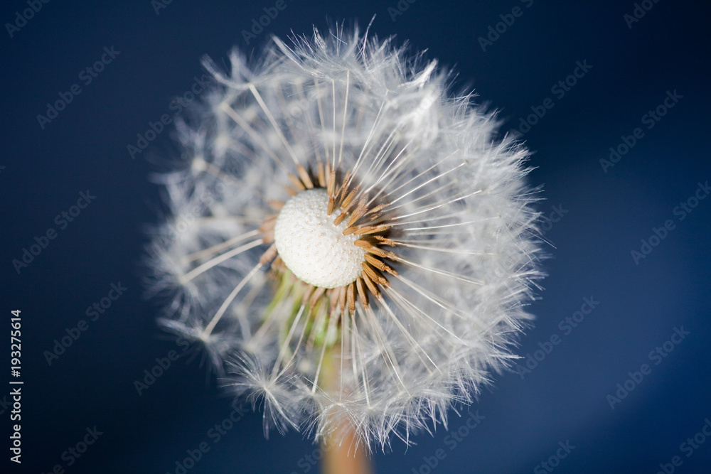 Fototapeta premium Dandelion, flower, plant