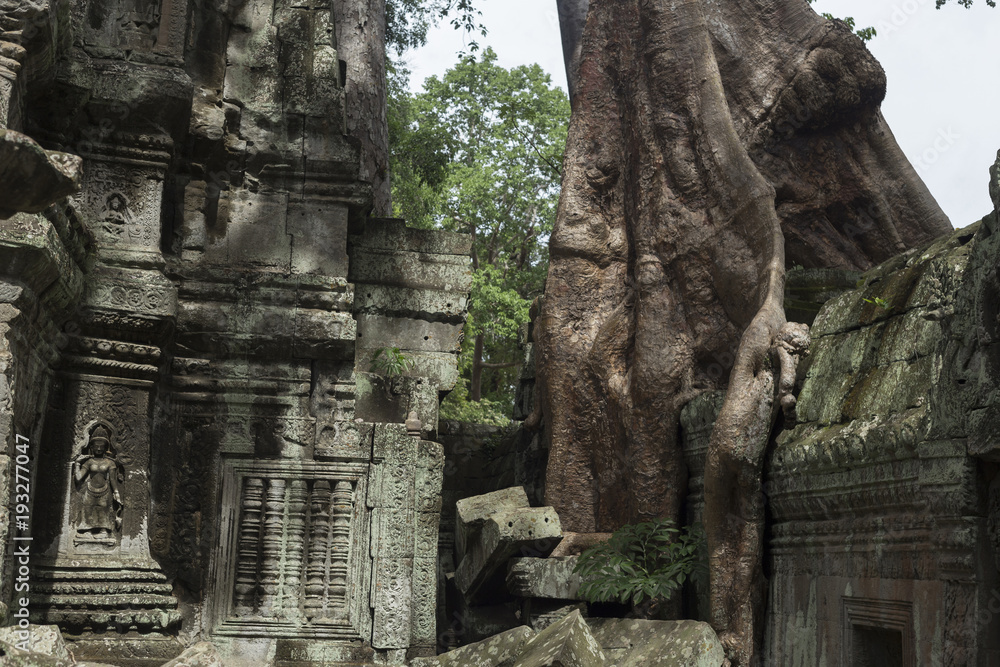 tree growing between the walls of Ta Prohm temple in Angkor