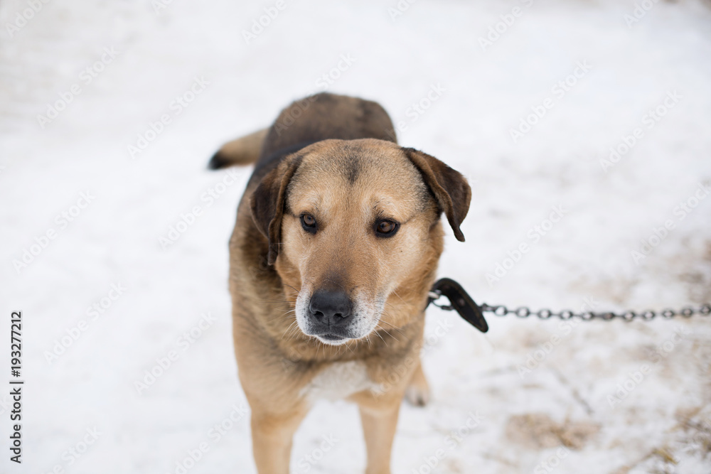homeless a dog in an animal shelter, waiting for a home homeless a dog in an animal shelter, waiting for a home