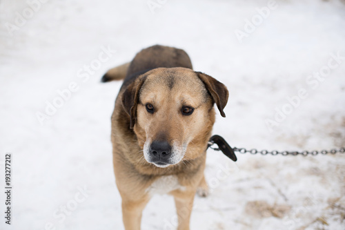 homeless a dog in an animal shelter, waiting for a home