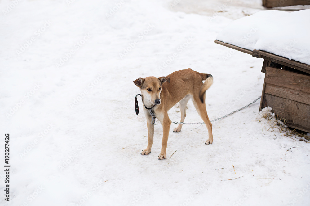 a stray dog sits on a chain in a shelter