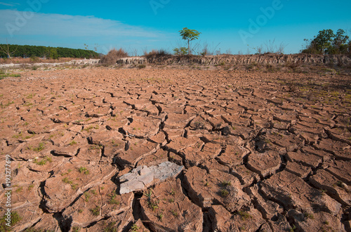 фотографія Plants trying to survive in arid dry soil