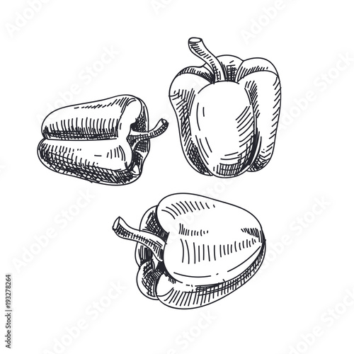 Beautiful vector hand drawn vegetables Illustration. 