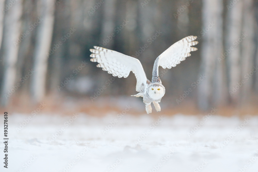Fototapeta premium White snow owl fly. Beautiful fly of snowy owl. Snowy owl, Nyctea scandiaca, rare bird flying on the sky. Winter action scene with open wings, Finland. White owl in fly, landing. Larch winter forest.