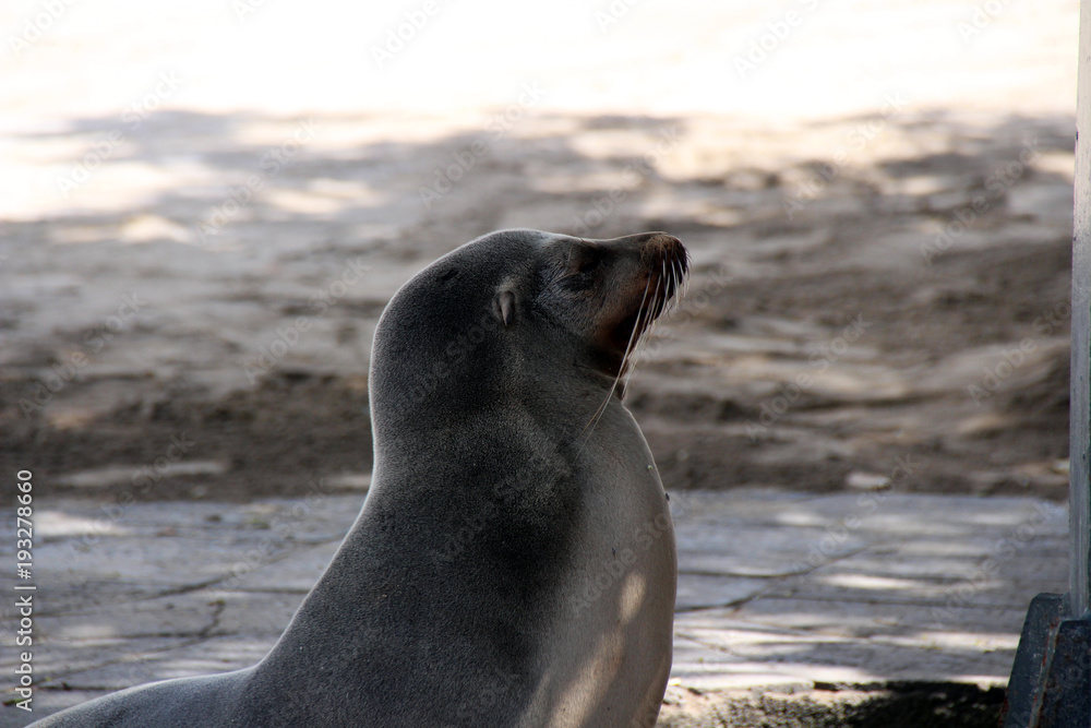 Fototapeta premium Seelöwen in der freien Wildbahn auf den Galapagos Inseln