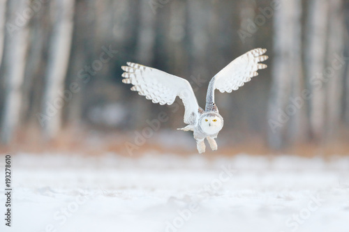White snow owl fly. Beautiful fly of snowy owl. Snowy owl, Nyctea scandiaca, rare bird flying on the sky. Winter action scene with open wings, Finland. White owl in fly, landing. Larch winter forest.