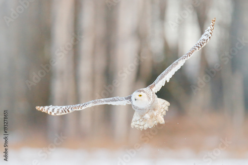 Snowy owl fly, birch tree forest in background. Snowy owl, Nyctea scandiaca, rare bird flying on the sky, winter action scene with open wings, Finland. Bird flight, cold winter in snow wood.