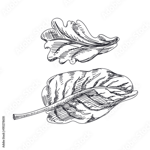 Beautiful vector hand drawn vegetables Illustration. 