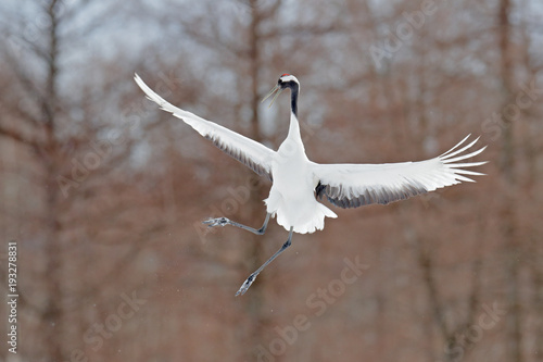 Crane in fly. Flying White bird Red-crowned crane  Grus japonensis  with open wing  with snow storm  Hokkaido  Japan. Wildlife scene from the winter Japan. Cold winter with big white flying bird.