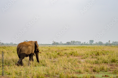 Huge elephant isolated on the trail in the savannah of Amboseli Park in Kenya
