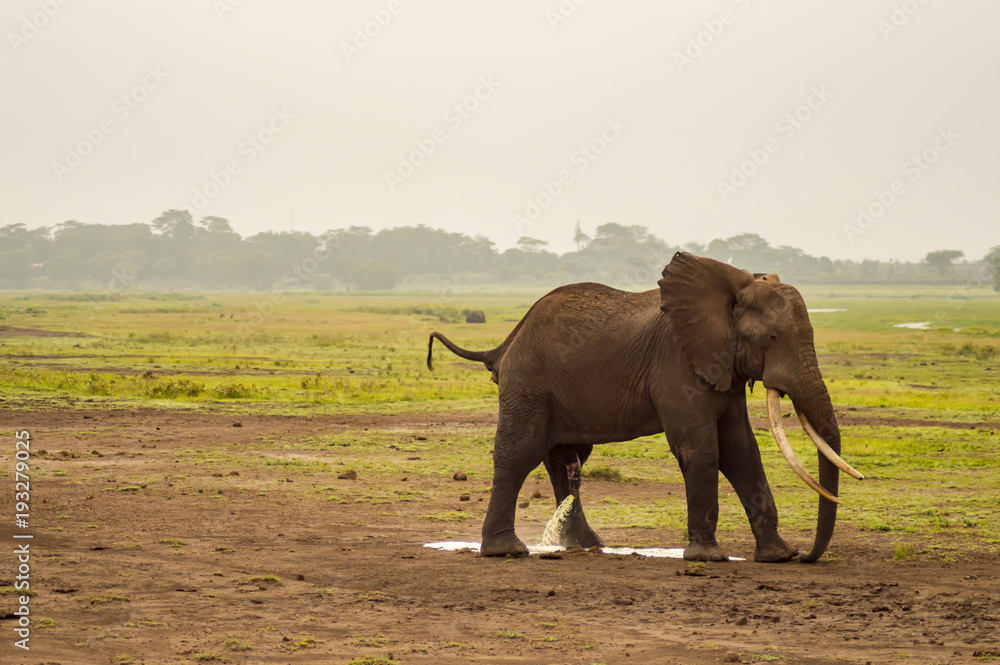 Naklejka premium Elephant urinating in Amboseli Park in Kenya