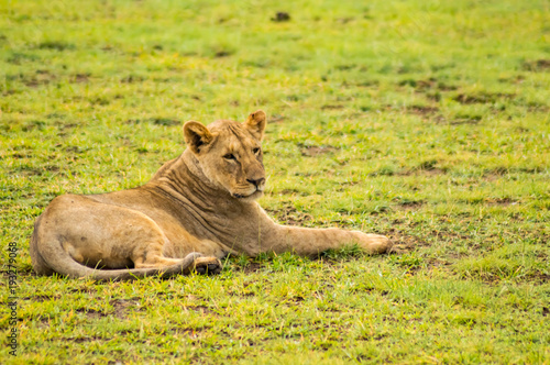 Fototapeta Naklejka Na Ścianę i Meble -  Lion lying in the grass gaggling mouth wide open in the savannah of Amboseli Park in Kenya