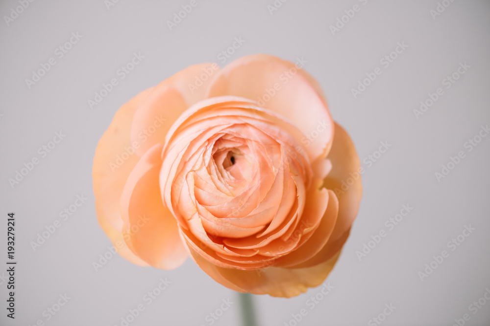 Peach Ranun Tender peach coloured single ranunculus flower on the grey background ...