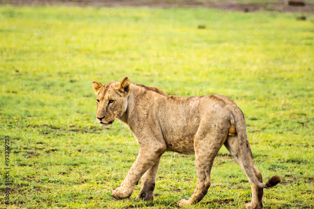 Lion lying in the grass gaggling mouth wide open in the savannah of Amboseli Park in Kenya Lion lying in the grass gaggling mouth wide open in the savannah of Amboseli Park in Kenya