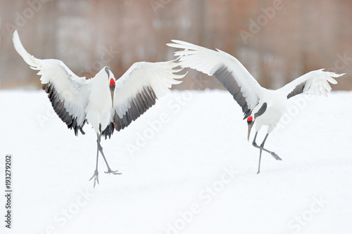 Fototapeta Naklejka Na Ścianę i Meble -  Dancing pair of Red-crowned crane with open wing in flight, with snow storm, Hokkaido, Japan. Bird in fly, winter scene with snow. Snow dance in nature. Wildlife scene from snowy nature. Snowy winter.
