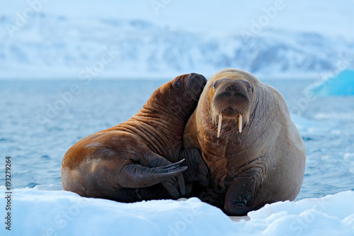 Cuadro en lienzo Mother with cub