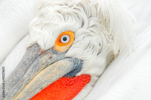 Eye detail Dalmatian pelican, Pelecanus crispus, in Lake Kerkini, Greece. Palican with open wing, hunting animal. Wildlife scene from Europe nature. Bird on blue sky. Palican with long orange bill. photo