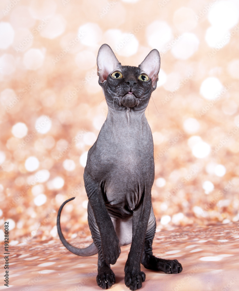 Obraz premium cat in the gold