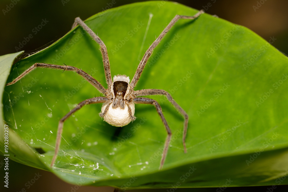 Image of Four-spotted Nursery Web Spider and spider eggs (Sphedanus quadrimaculatus) on a green leaf. Insect, Animal. Image of Four-spotted Nursery Web Spider and spider eggs (Sphedanus quadrimaculatus) on a green leaf. Insect, Animal.