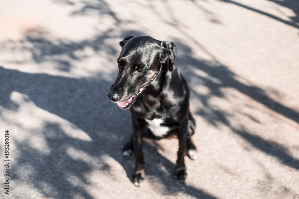 Fotografía de un perro mezcla de labrador y setter de color negro sentado Fotografía de un perro mezcla de labrador y setter de color negro sentado