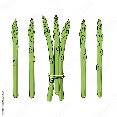 vector color green asparagus vegetable o white illustration sketch