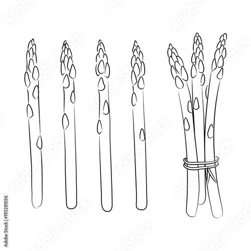 vector contour asparagus vegetable o white illustration sketch coloring book