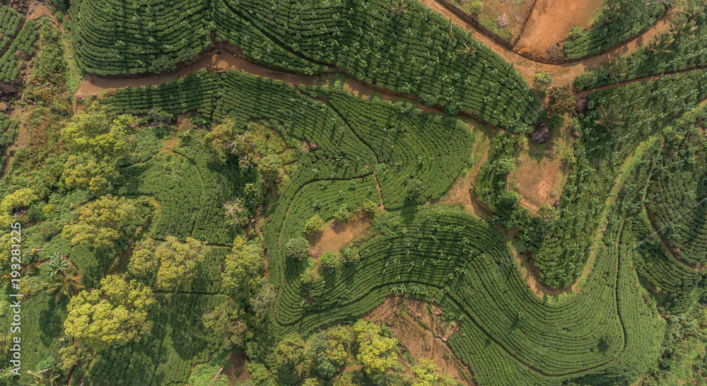 Tea Plantation Drone view