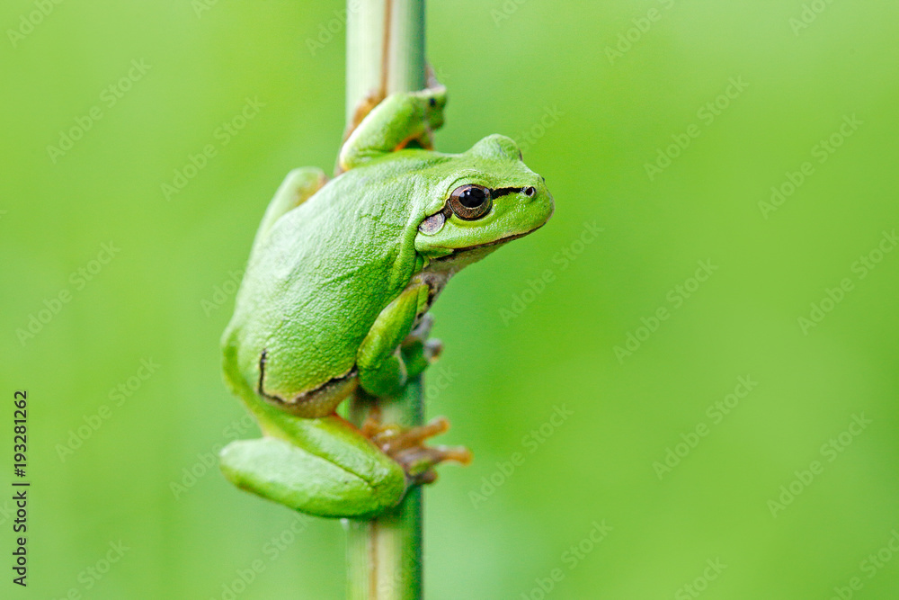 Naklejka premium Rzekotka drzewna, Hyla arborea, siedzi na słomie trawy z jasnym zielonym tłem. Ładny zielony płaz w naturalnym środowisku. Dzika żaba na łące w pobliżu rzeki, siedlisko.