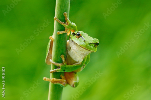 Fotografija European tree frog, Hyla arborea, sitting on grass straw with clear green background