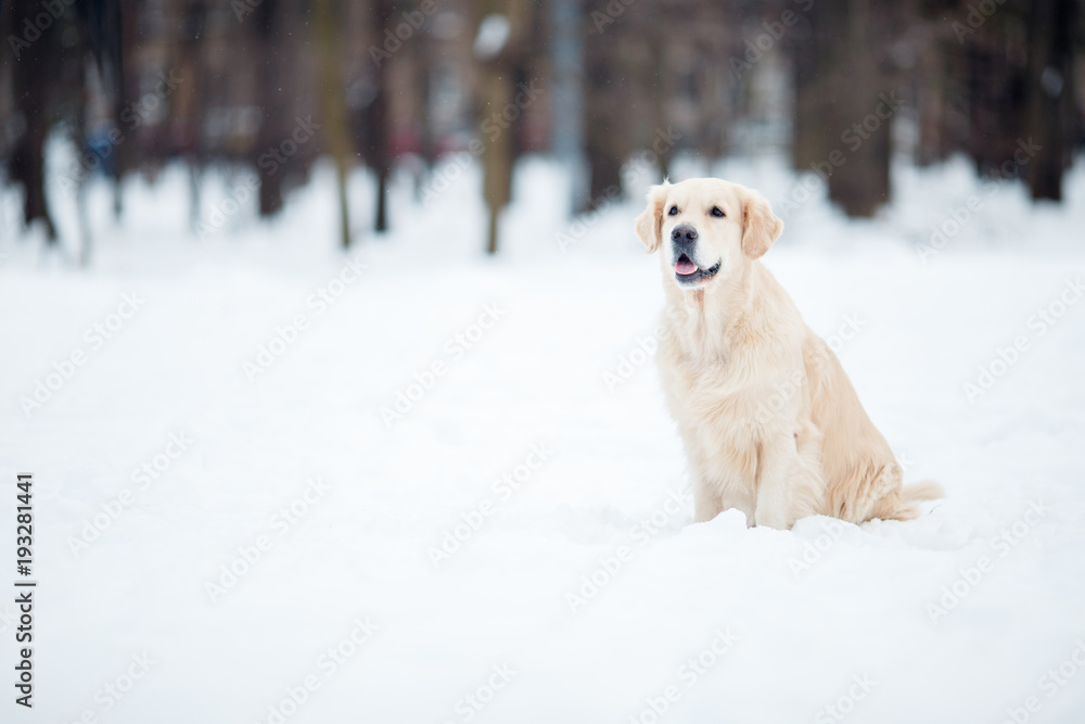Photo of Labrador dog on winter walk Photo of Labrador dog on winter walk