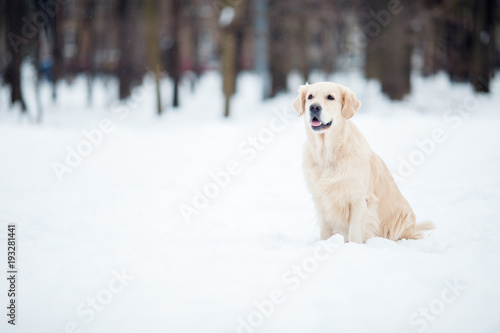 Photo of Labrador dog on winter walk