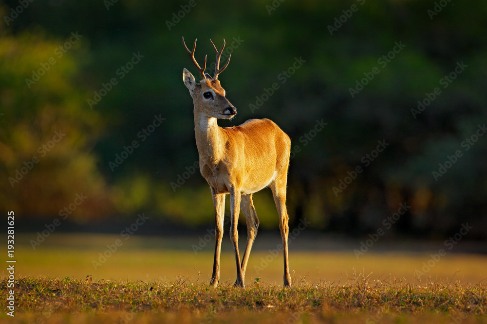 Obraz premium Pampas Deer, Ozotoceros bezoarticus, sitting in the green grass, Pantanal, Brazil. Wildlife scene from nature. Deer, nature habitat. Wildlife Brazil. Sunset in forest. Evening back-light deer.