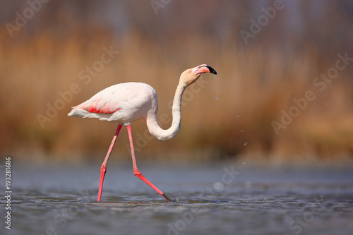 Greater Flamingo, Phoenicopterus ruber, beautiful pink big bird in dark blue water, with evening sun, reed in the background, animal in the nature habitat, Italy. Wild Europe.
