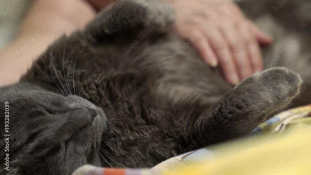 Elderly woman petting relaxed cat on the bed. Female hand lightly stroking cat tummy. Very happy gray cat like to be petted. Elderly woman petting relaxed cat on the bed. Female hand lightly stroking cat tummy. Very happy gray cat like to be petted.