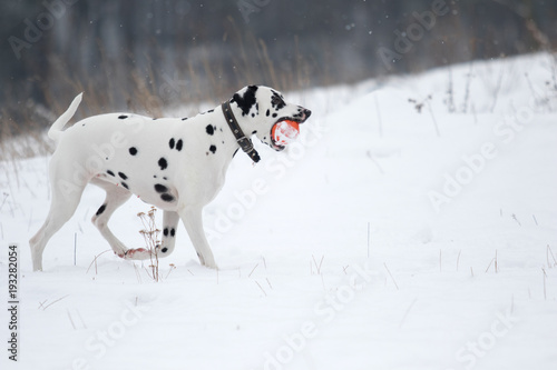 dog outdoors in winter