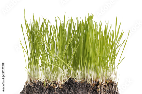 sprout of grass in soil on white background 