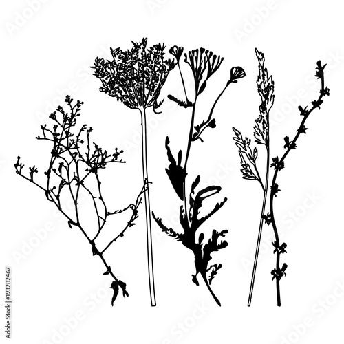 Meadow grasses, herbs and flowers outlines.