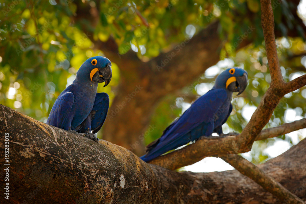 Fototapeta premium Dwie hiacyntowe ara, Anodorhynchus hyacinthinus, niebieska papuga. Portret duża niebieska papuga, Pantanal, Brazylia, Ameryka Południowa. Piękny rzadki ptak w środowisku naturalnym. Brazylia dzikiej przyrody, dzikiej przyrody ary.